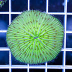 Short Tentacle Plate Coral (click for more detail)