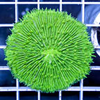 Short Tentacle Plate Coral (click for more detail)