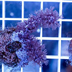 Cultured Corky Sea Finger (click for more detail)