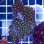 Zoanthus Coral (click for more detail)