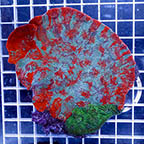 Chalice Coral (click for more detail)