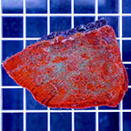 Chalice Coral (click for more detail)