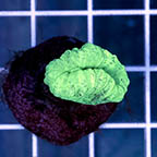 Neon Green Candy Cane Coral (click for more detail)