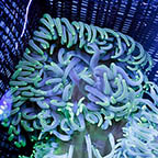 Long Tentacle Anemone (click for more detail)