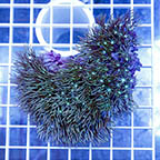 Pipe Organ Coral (click for more detail)