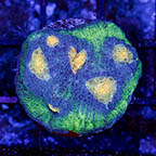 USA Cultured Ultra Chalice Coral (click for more detail)