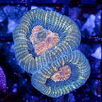 USA Cultured Favia Coral (click for more detail)