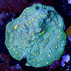 Chalice Coral (click for more detail)