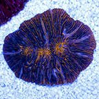 Fragile Plate Coral (click for more detail)