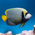 Emperor Angelfish - Adult (click for more detail)