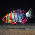 Harlequin Tusk  (click for more detail)
