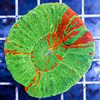 Scolymia Coral (click for more detail)