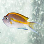 Bellus Angelfish (click for more detail)