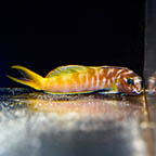 Midas Blenny, 3 (click for more detail)