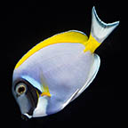 Powder Blue Tang, 3.75 (click for more detail)