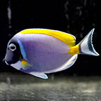 Powder Blue Tang, 3.75 (click for more detail)