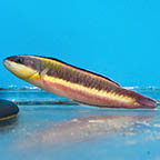 Paddlefin Wrasse, 4.25 (click for more detail)