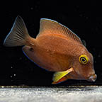 Squaretail Bristletooth Tang, 3.75  (click for more detail)