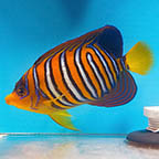 Regal Angelfish, 4.25 EXPERT ONLY (click for more detail)