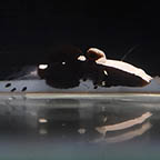 White Cap Goby, 1.25 (click for more detail)