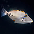 Red Sea Assasi Triggerfish, 6.25 (click for more detail)