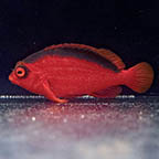 Flame Hawkfish, 2.5 (click for more detail)