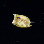 Longhorn Cowfish, .75 EXPERT ONLY (click for more detail)