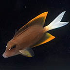 Bristletooth Tomini Tang, 3.5 (click for more detail)