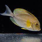 Yellowfin Tang, 4.5  (click for more detail)