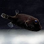 Starry Puffer, 1.75 (click for more detail)