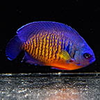 Coral Beauty Angelfish, 3 (click for more detail)