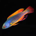Scott's Fairy Wrasse, 3.75 (click for more detail)