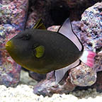 Pinktail Triggerfish, 5 (click for more detail)