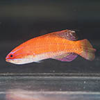 McCosker's Flasher Wrasse, 2 (click for more detail)