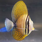 Desjardini Sailfin Tang, 2.75 (click for more detail)