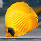 Golden Semilarvatus Butterflyfish, 4.25 (click for more detail)