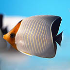 Hooded Butterflyfish, 3 [Expert Only] (click for more detail)