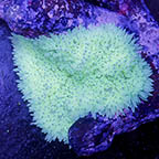 Sebae Anemone (click for more detail)