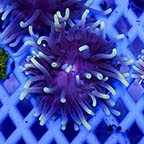 Long Tentacle Anemone Purple (click for more detail)