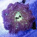 Sebae Anemone (click for more detail)