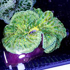 Pizza Anemone  (click for more detail)