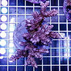 Acropora Coral Indonesia (click for more detail)