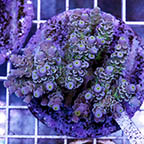 Acropora Coral Indonesia (click for more detail)