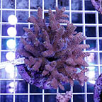 Acropora Coral Indonesia (click for more detail)