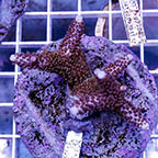 Acropora Coral Indonesia (click for more detail)