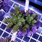 Acropora Coral Indonesia (click for more detail)