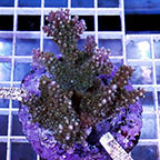 Acropora Coral Indonesia (click for more detail)