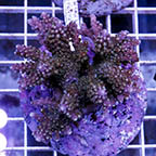 Acropora Coral Indonesia (click for more detail)