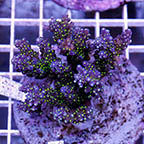 Acropora Coral Indonesia (click for more detail)