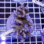 Acropora Coral Indonesia (click for more detail)